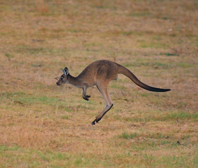 Tiere mit K am Anfang - ein Känguru
