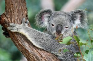Tier mit Anfangsbuchstabe K - ein Koala
