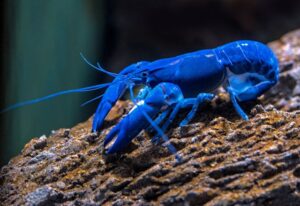 Tier mit Anfangsbuchstabe Y - der Yabby-Krebs