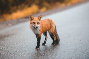 Tier mit Anfangsbuchstabe R - ein Rotfuchs