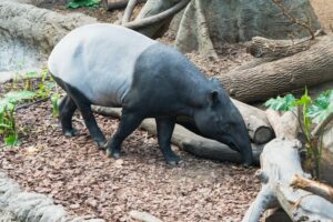 Tier mit Anfangsbuchstabe T - ein Tapir