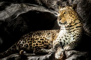 Tiere mit L am Anfang - ein Leopard