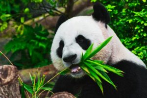 Tier mit Anfangsbuchstabe P - ein Panda