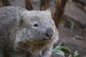 Tier mit Anfangsbuchstabe W - ein Wombat