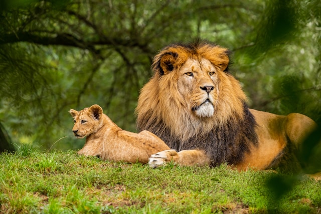 Tier mit Anfangsbuchstabe L - ein Löwe mit Jungtier